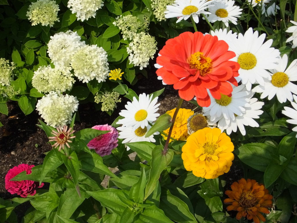 beautiful summer flowers